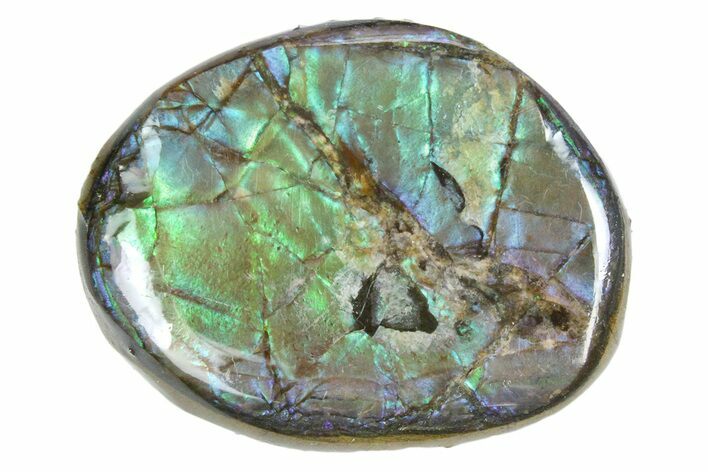 Iridescent Ammolite (Fossil Ammonite Shell) - Alberta #357453